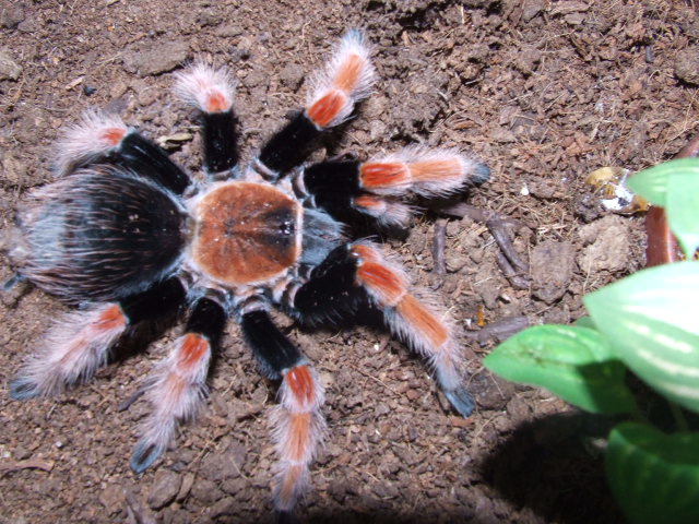 tarantulas